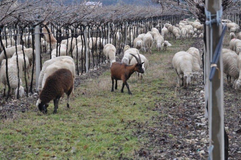 Corte Moranda Bauernhof